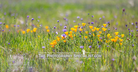 ThePhotographySpecialist.com