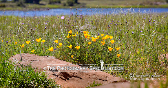 ThePhotographySpecialist.com