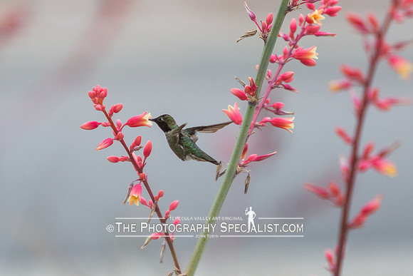 ©2016 ThePhotographySpecialist.com