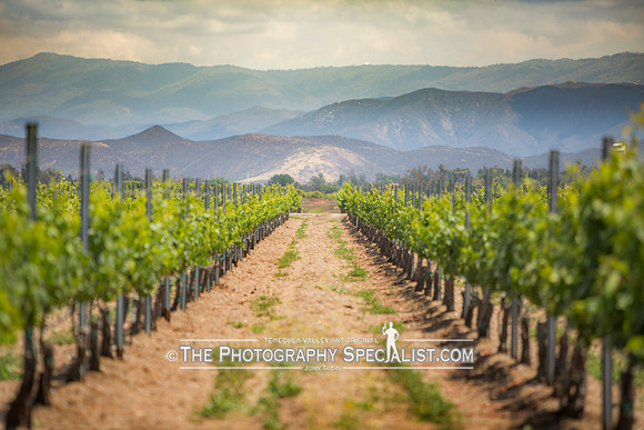 Vineyard